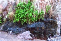 39-ferns_growing_where_water_is_seaping_out_of_rock