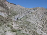 28-Daddy_Mule_and_Dave_Luttman_leading_the_pack