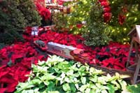 27-Bellagio_Conservatory_decorated_for_Christmas
