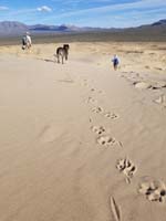 46-Rainier_and_his_tracks_in_the_sand-slowly_following_the_group