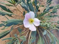 50-dune_primrose