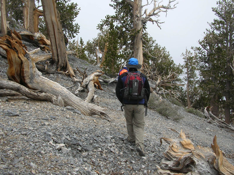 30-I'm_hiking_amongst_Bristlecone_Pines