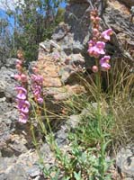 26-penstemon_in_bloom