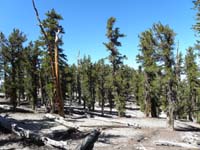 46-pretty_bristlecone_forest