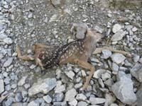 35-unfortunate_dead_fawn_at_base_of_falls