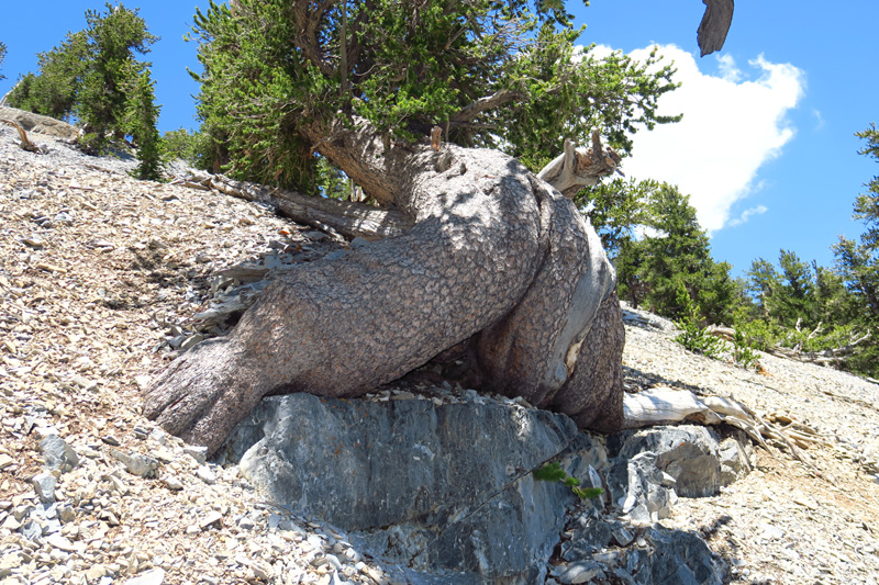 37-Bristlecone_Butt_Tree