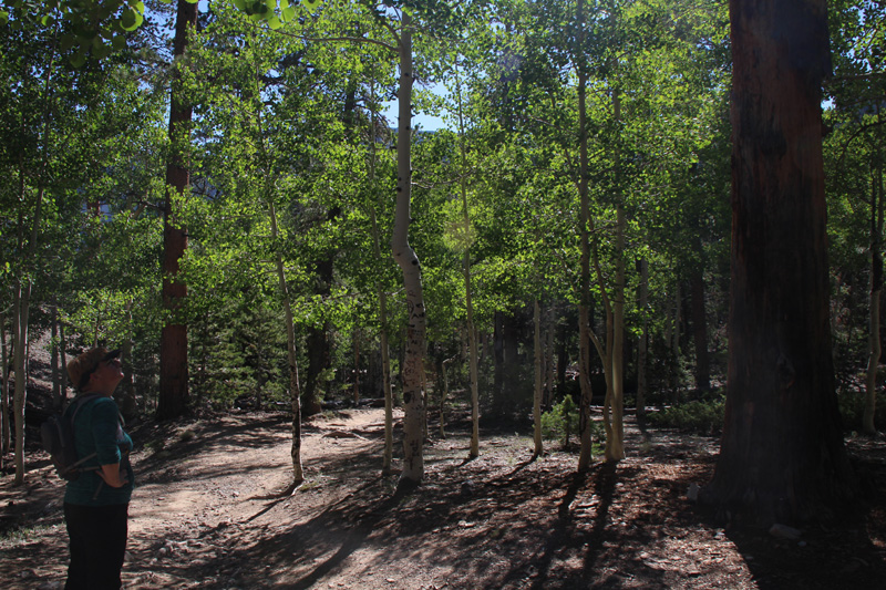 19-admiring_aspens