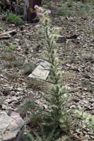 34-thistle_near_Griffith_Peak-Clokey_Thistle