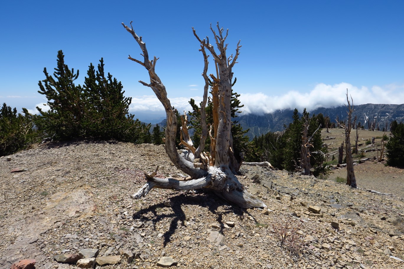 29-old_dead_twisted_bristlecone_tree