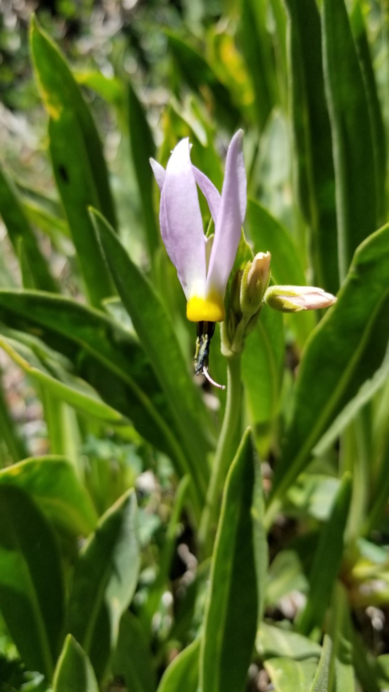 34-scented_shooting_star,primrose_family,primula_fragrans