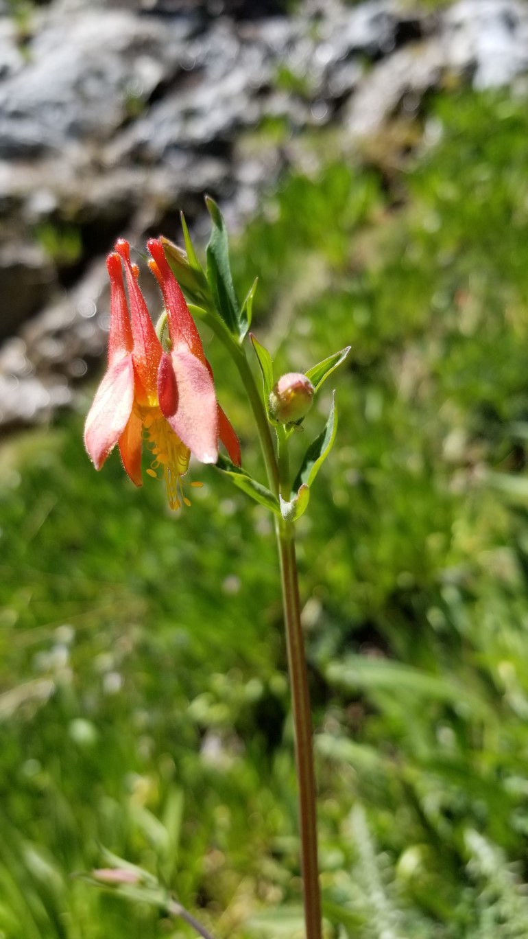 36-crimson_columbine,buttercup_family,aquilegia_formosa