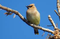 26-Cedar_Waxwing_(Bombycilla_cedrorum)