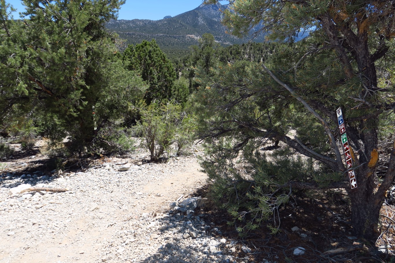 43-Sawmill_48-looking_W-trail_leads_towards_Sawmill_trailhead