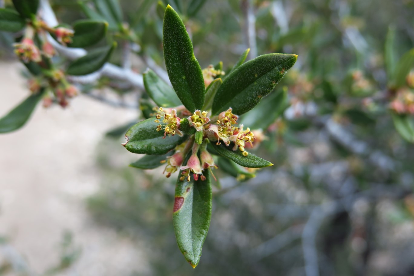 04-Curl-leaf_Mountain_Mahogany(Cercocarpus_ledifolius)_flower