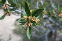 04-Curl-leaf_Mountain_Mahogany(Cercocarpus_ledifolius)_flower