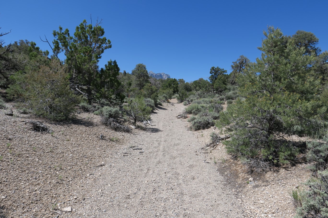 37-mountain_bike_tracks_along_trail