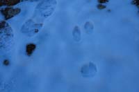 06-rabbit_track_in_the_snow-my_footprint