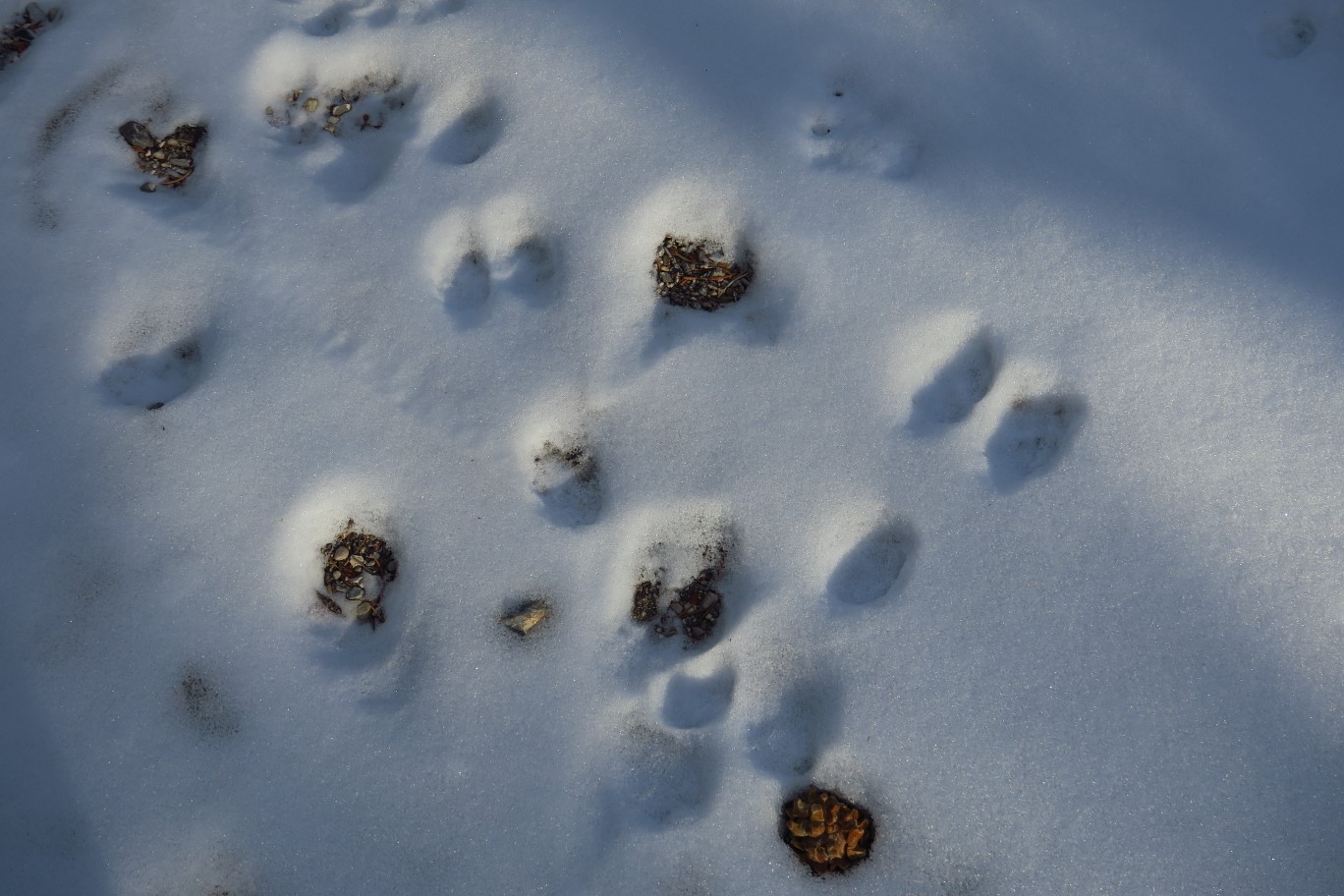 12-animal_tracks_in_the_snow