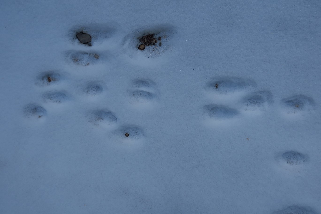 13-animal_tracks_in_the_snow