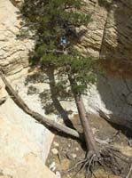 69-Don_climbing_down_the_Ponderosa_Pine_at_the_bridge