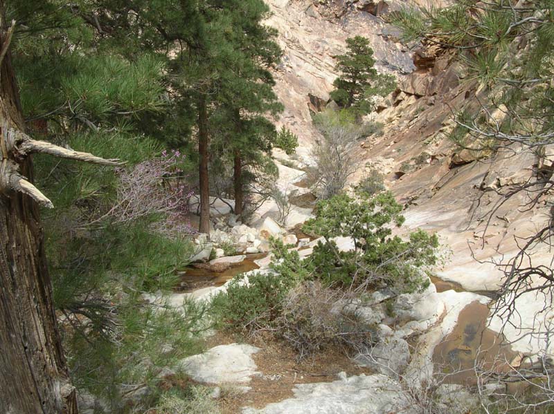 133-small_forest_in_canyon