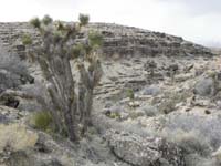 50-pretty_views_with_cacti_and_a_Joshua_Tree