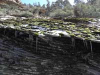 49-icicles,ice_snow,green_moss,and_blue_sky
