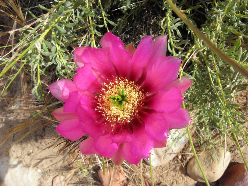 63-pretty_cactus_bloom