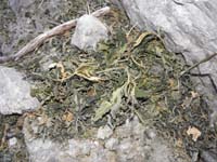 47-found_odd_looking_(and_smell)_vegetation-not_native_to_area-took_sample_giving_to_BLM