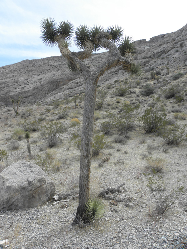 47-interesting_looking_Joshua_Tree