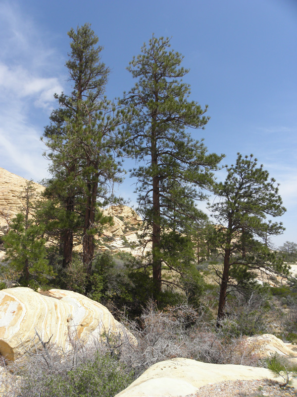 21-Ponderosa_Pines_within_The_Park