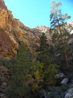 27-pretty_forested_section_in_the_canyon