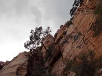 28-came_down_from_crack_to_left_of_tree-amazing_how_that_tree_grows_basically_out_of_the_rock