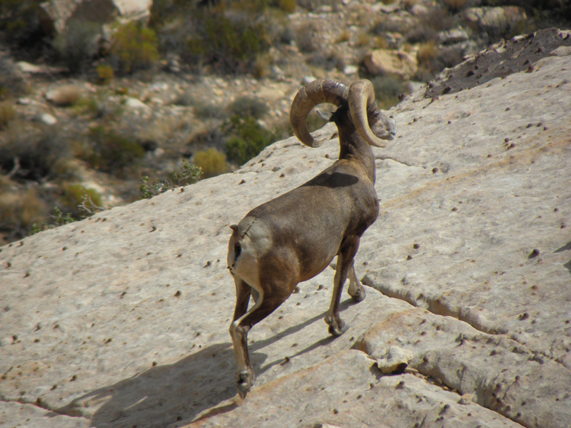 47-Bighorn_Sheep