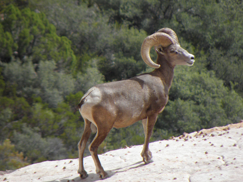 49-Bighorn_Sheep