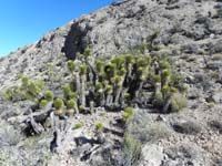 38-interesting_stand_of_Joshua_Trees