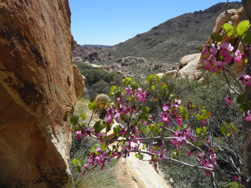 30-Redbud_with_desert_scenery