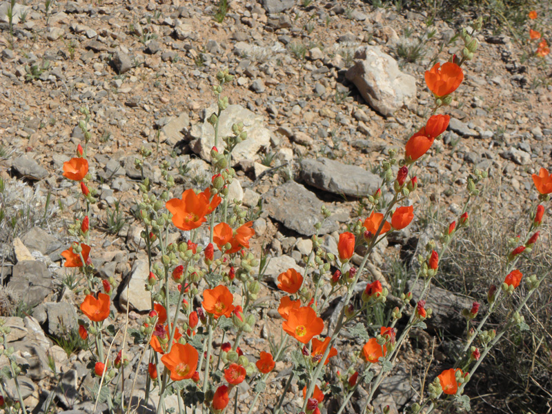 39-Globemallow