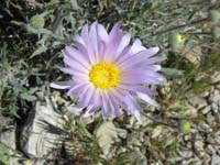 38-Desert_Aster