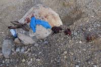 30-found_poor_decapitated_jackrabbit_by_road-sick_future_serial_killer_having_fun