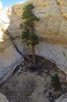 60-view_of_the_bowl_area_and_amazing_Ponderosa_Pine_thriving_even_though_roots_out_of_ground