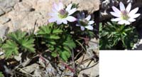 43-Tuber_Anemone,Anemone_Tuberosa,Buttercup_Family