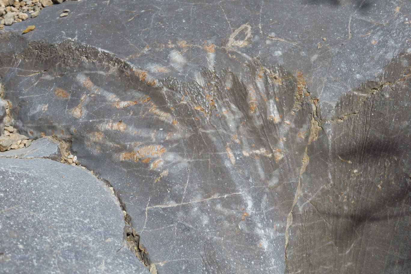 14-fossils_in_the_limestone_rock