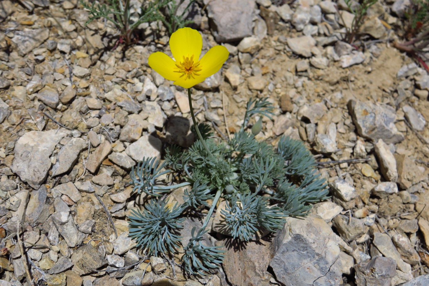 34-Desert_Poppy-(Eschscholzia_glyptosperma)