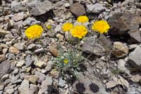 27-Desert_Marigold-(Baileya_multiradiata)