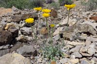 28-Desert_Marigold-(Baileya_multiradiata)