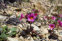 36-Bigelow's_Monkeyflower-(Mimulus_bigelovii)