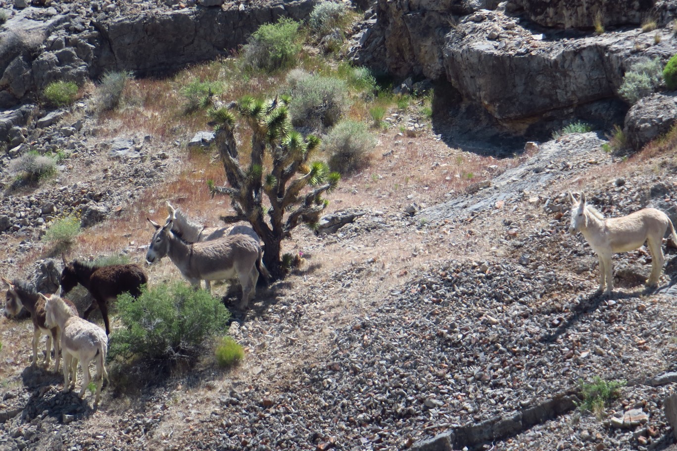 66-group_of_burros_hanging_out_together