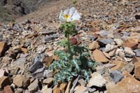 54-Mojave Pricklypoppy-(Argemone_corymbosa)