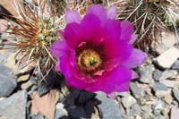 70-Hedgehog_cactus-flower